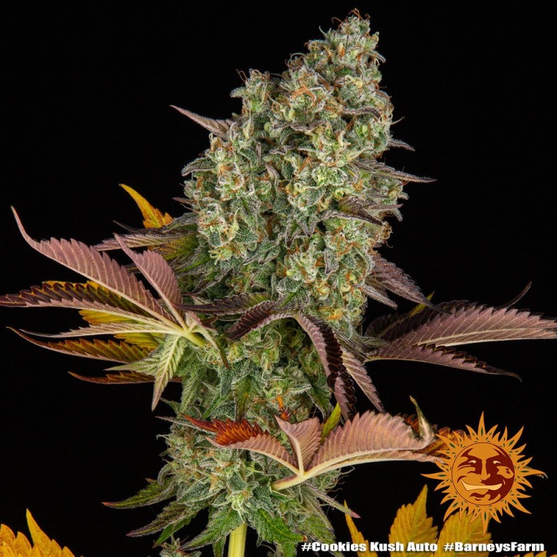 Cookies Kush - Barney's Farm Seeds | Autoflower Cannabis Seeds Cookies Kush - Barney's Farm Seeds | Autoflower Cannabis Seeds