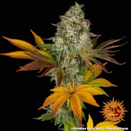 Cookies Kush - Barney's Farm Seeds | Autoflower Cannabis Seeds Cookies Kush - Barney's Farm Seeds | Autoflower Cannabis Seeds
