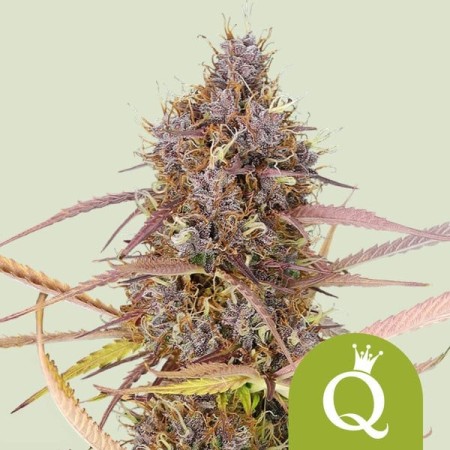 Purple Queen - Royal Queen Seeds | Autoflowering Cannabis Seeds