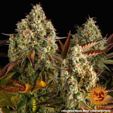 Cookies Kush - Barney's Farm Seeds | Autoflower Cannabis Seeds Cookies Kush - Barney's Farm Seeds | Autoflower Cannabis Seeds