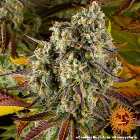 Cookies Kush - Barney's Farm Seeds | Autoflower Cannabis Seeds Cookies Kush - Barney's Farm Seeds | Autoflower Cannabis Seeds
