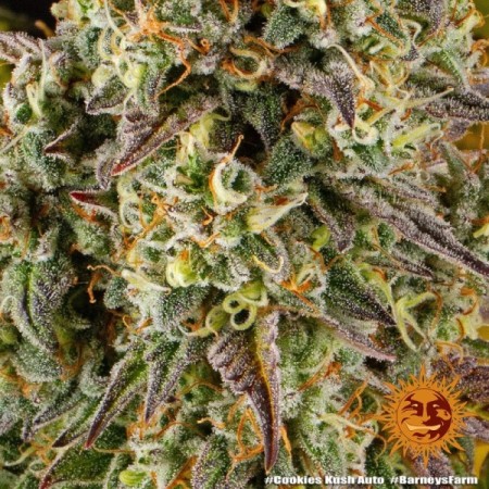 Cookies Kush - Barney's Farm Seeds | Autoflower Cannabis Seeds Cookies Kush - Barney's Farm Seeds | Autoflower Cannabis Seeds