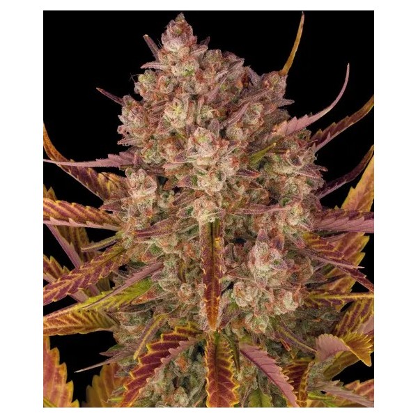 Dos Si Dos - Barney's Farm Seeds | Autoflower