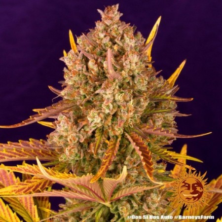 Dos Si Dos - Barney's Farm Seeds | Autoflower Cannabis Seeds