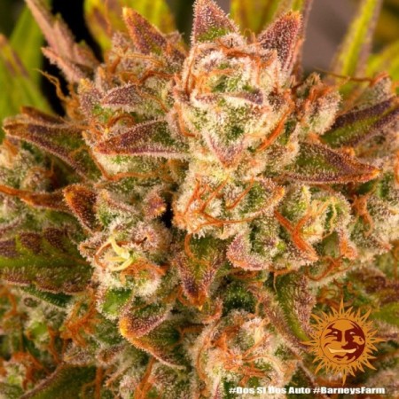 Dos Si Dos - Barney's Farm Seeds | Autoflower Cannabis Seeds