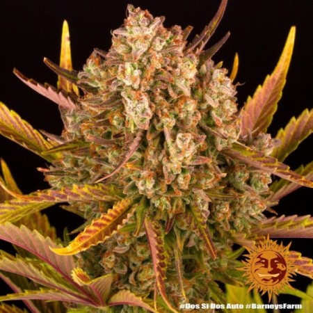 Dos Si Dos - Barney's Farm Seeds | Autoflower Cannabis Seeds