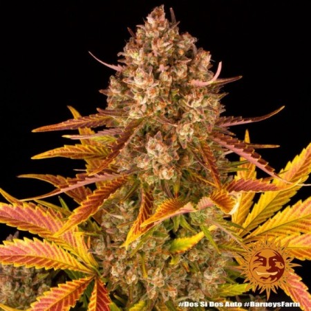 Dos Si Dos - Barney's Farm Seeds | Autoflower Cannabis Seeds