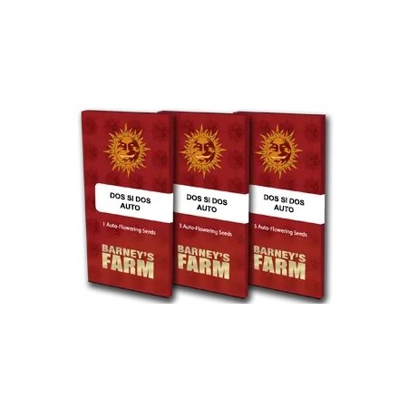 Dos Si Dos - Barney's Farm Seeds | Autoflower Cannabis Seeds