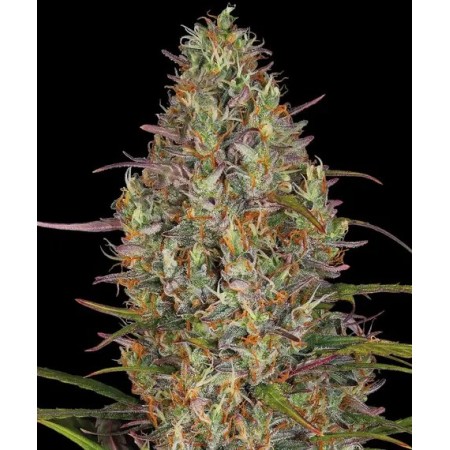 Glue Gelato - Barney's Farm Seeds | Autoflower Cannabis Seeds