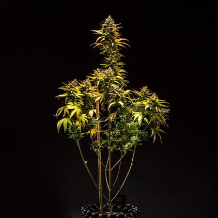 Purple Queen - Royal Queen Seeds | Autoflowering Cannabis Seeds Purple Queen - Royal Queen Seeds | Autoflowering Cannabis Seeds