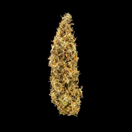 Royal Runtz - Royal Queen Seeds | Autoflowering Cannabis Seeds Royal Runtz - Royal Queen Seeds | Autoflowering Cannabis Seeds