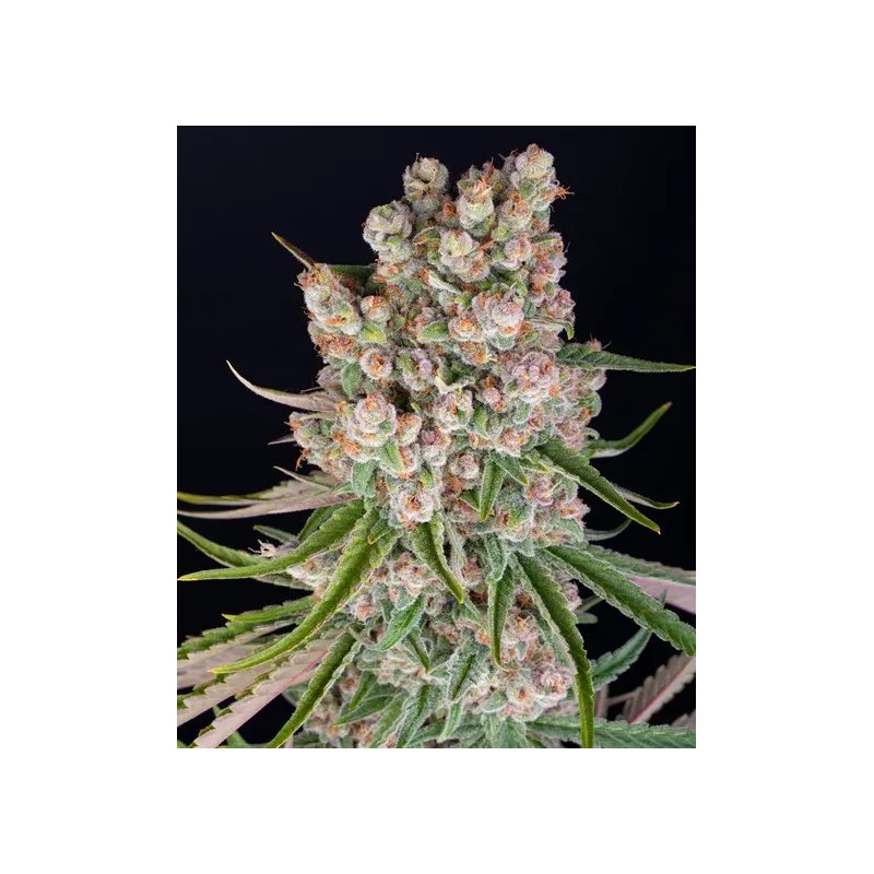 GMO - Barney's Farm Seeds | Autoflower Cannabis Seeds
