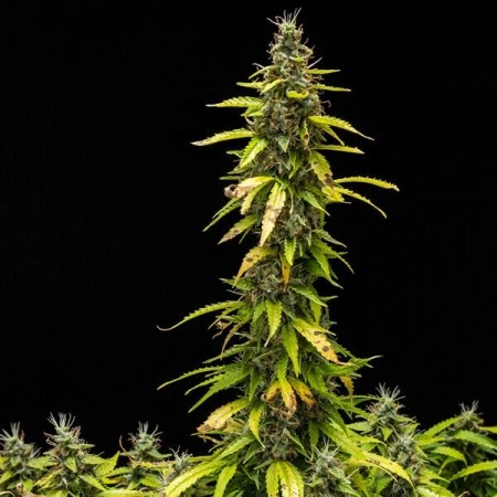 Royal Runtz - Royal Queen Seeds | Autoflowering Cannabis Seeds Royal Runtz - Royal Queen Seeds | Autoflowering Cannabis Seeds