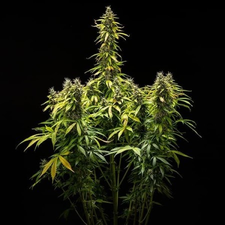 Royal Runtz - Royal Queen Seeds | Autoflowering Cannabis Seeds Royal Runtz - Royal Queen Seeds | Autoflowering Cannabis Seeds