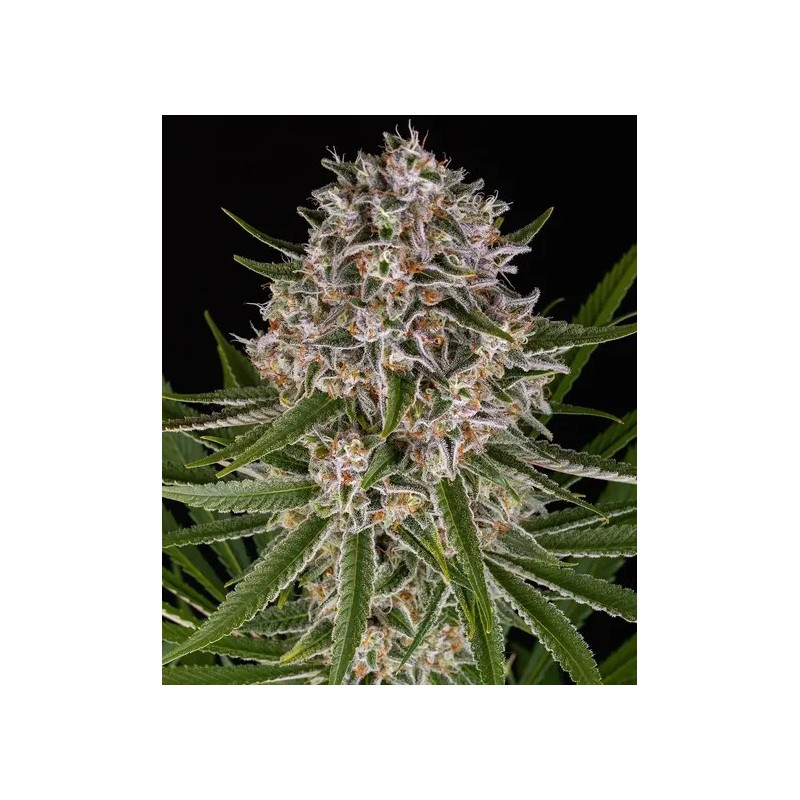 Lemon Haze - Barney's Farm Seeds | Autoflower Cannabis Seeds