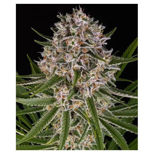 Lemon Haze - Barney's Farm Seeds | Autoflower