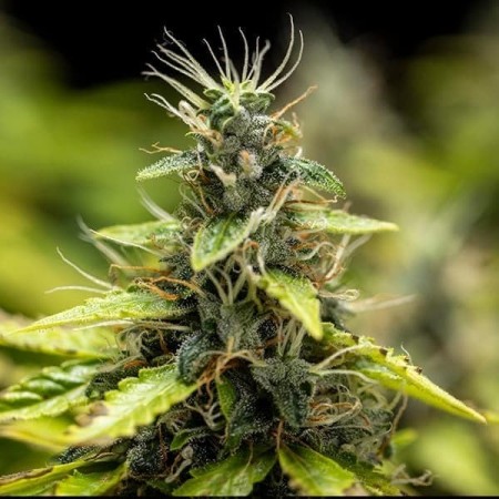 Royal Runtz - Royal Queen Seeds | Autoflowering Cannabis Seeds Royal Runtz - Royal Queen Seeds | Autoflowering Cannabis Seeds