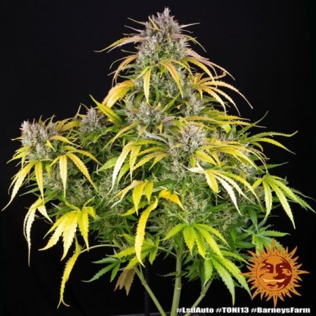 LSD - Barney's Farm Seeds | Autoflower Cannabis Seeds