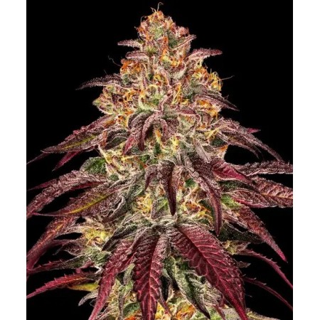 Mimosa x Orange Punch - Barney's Farm Seeds | Autoflower