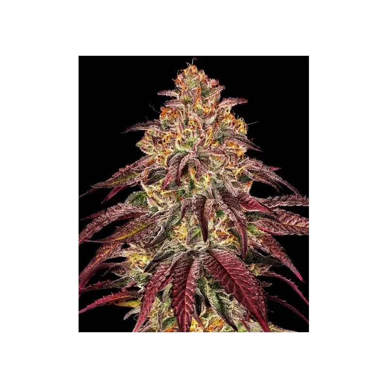 Mimosa x Orange Punch - Barney's Farm Seeds | Autoflower