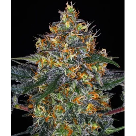 Moby Dick - Barney's Farm Seeds | Autoflower Cannabis Seeds