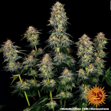 Moby Dick - Barney's Farm Seeds | Autoflower Cannabis Seeds Moby Dick - Barney's Farm Seeds | Autoflower Cannabis Seeds