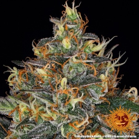 Moby Dick - Barney's Farm Seeds | Autoflower Cannabis Seeds Moby Dick - Barney's Farm Seeds | Autoflower Cannabis Seeds