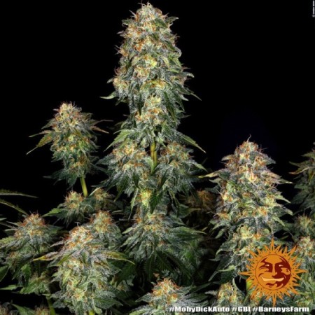 Moby Dick - Barney's Farm Seeds | Autoflower Cannabis Seeds Moby Dick - Barney's Farm Seeds | Autoflower Cannabis Seeds