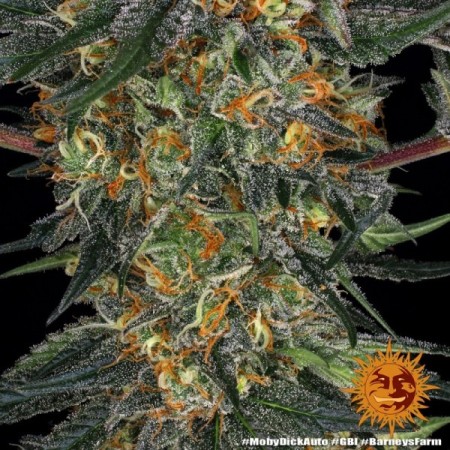 Moby Dick - Barney's Farm Seeds | Autoflower Cannabis Seeds Moby Dick - Barney's Farm Seeds | Autoflower Cannabis Seeds