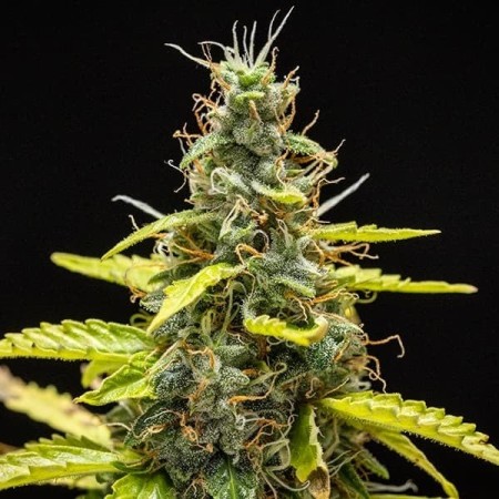 Royal Runtz - Royal Queen Seeds | Autoflowering Cannabis Seeds Royal Runtz - Royal Queen Seeds | Autoflowering Cannabis Seeds