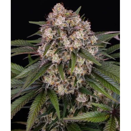 OG Kush - Barney's Farm Seeds | Autoflower Cannabis Seeds