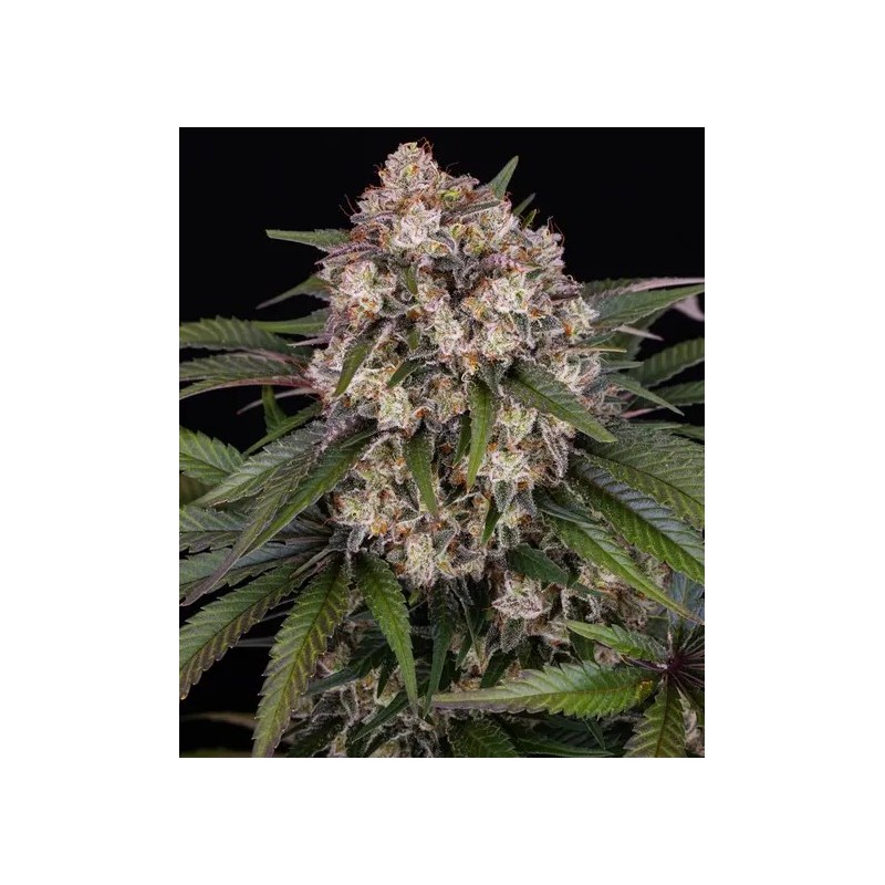 OG Kush - Barney's Farm Seeds | Autoflower Cannabis Seeds