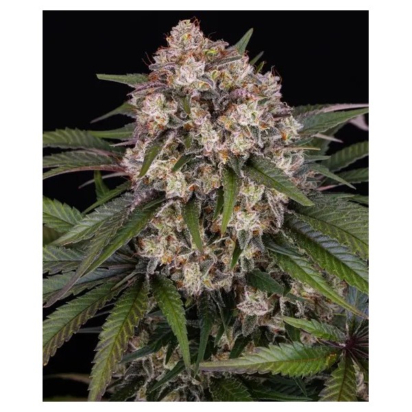 OG Kush - Barney's Farm Seeds | Autoflower