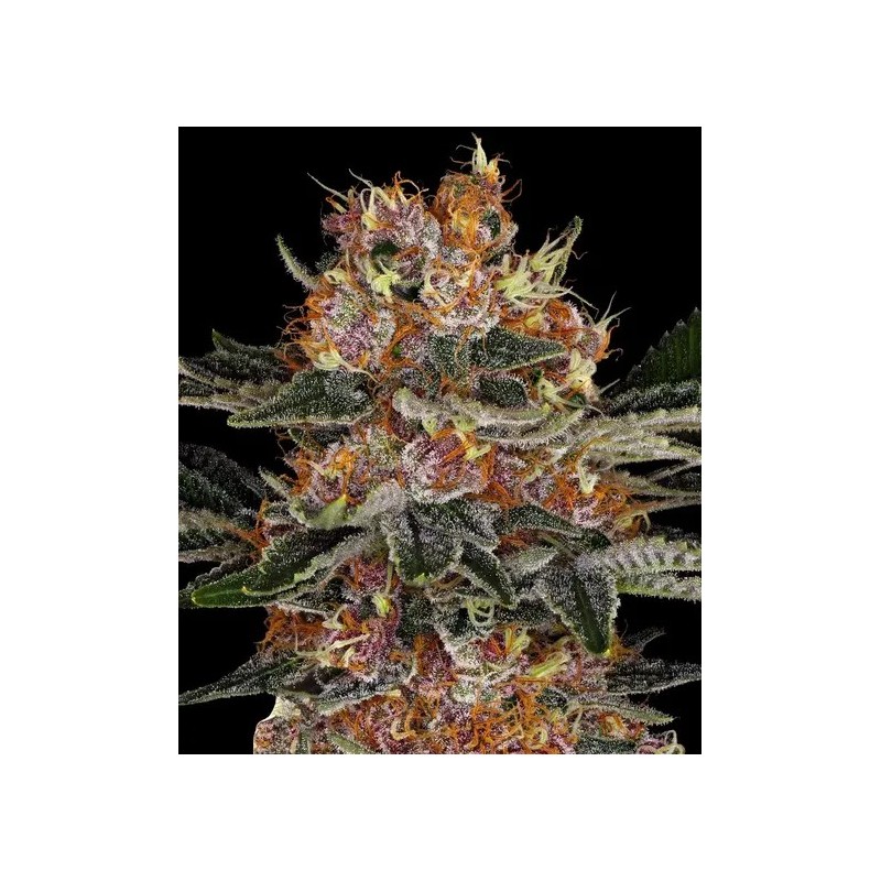 Purple Punch - Barney's Farm Seeds | Autoflower Cannabis Seeds Purple Punch - Barney's Farm Seeds | Autoflower Cannabis Seeds