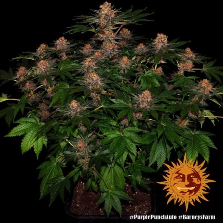 Purple Punch - Barney's Farm Seeds | Autoflower Cannabis Seeds Purple Punch - Barney's Farm Seeds | Autoflower Cannabis Seeds