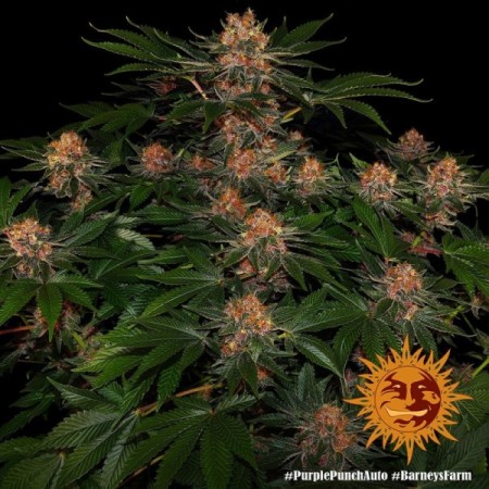 Purple Punch - Barney's Farm Seeds | Autoflower Cannabis Seeds Purple Punch - Barney's Farm Seeds | Autoflower Cannabis Seeds