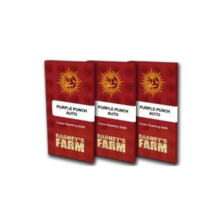 Purple Punch - Barney's Farm Seeds | Autoflower Cannabis Seeds Purple Punch - Barney's Farm Seeds | Autoflower Cannabis Seeds