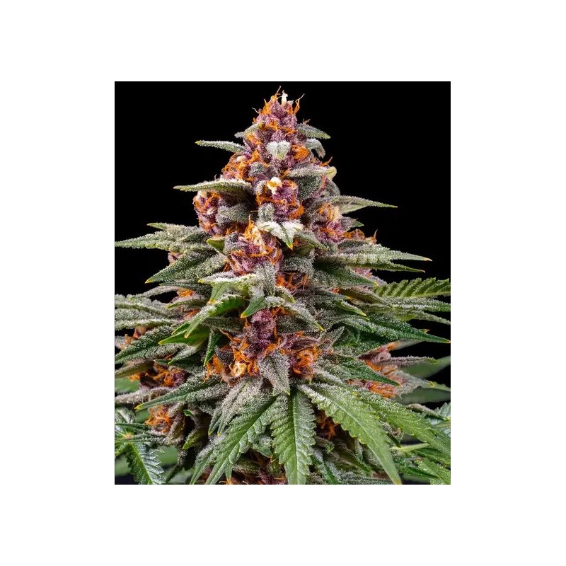 Runtz - Barney's Farm Seeds | Autoflower Cannabis Seeds