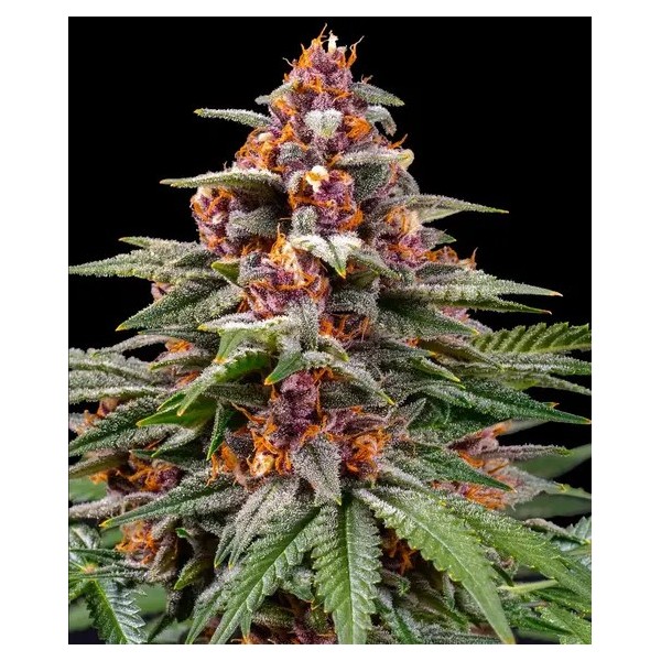 Runtz - Barney's Farm Seeds | Autoflower