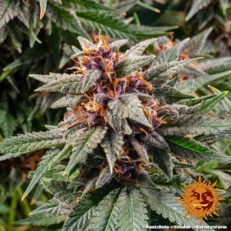 Runtz - Barney's Farm Seeds | Autoflower Cannabis Seeds