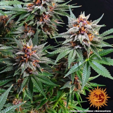 Runtz - Barney's Farm Seeds | Autoflower Cannabis Seeds