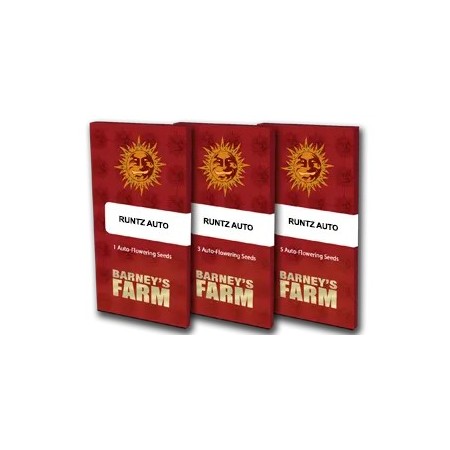 Runtz - Barney's Farm Seeds | Autoflower Cannabis Seeds