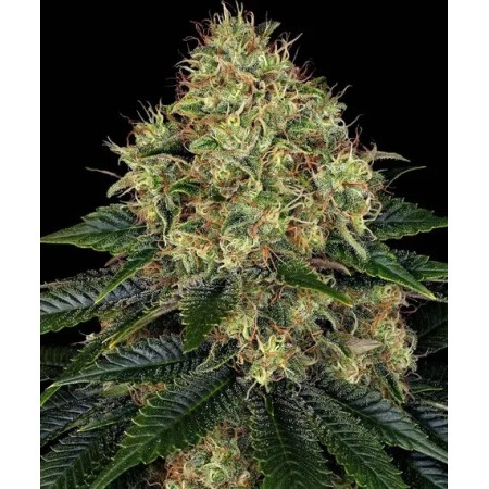 Skywalker OG - Barney's Farm Seeds | Autoflower Cannabis Seeds