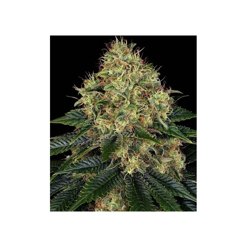 Skywalker OG - Barney's Farm Seeds | Autoflower Cannabis Seeds Skywalker OG - Barney's Farm Seeds | Autoflower Cannabis Seeds
