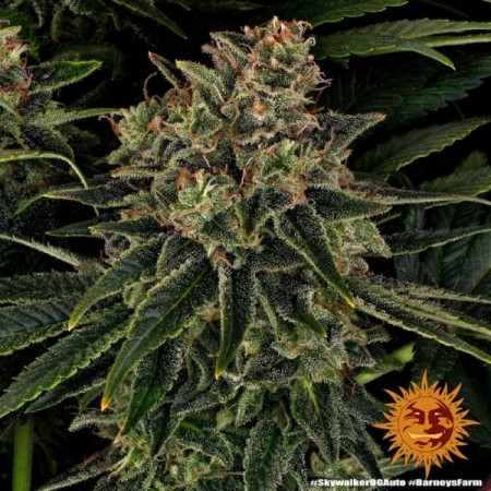 Skywalker OG - Barney's Farm Seeds | Autoflower Cannabis Seeds Skywalker OG - Barney's Farm Seeds | Autoflower Cannabis Seeds