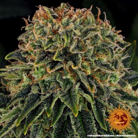 Skywalker OG - Barney's Farm Seeds | Autoflower Cannabis Seeds Skywalker OG - Barney's Farm Seeds | Autoflower Cannabis Seeds
