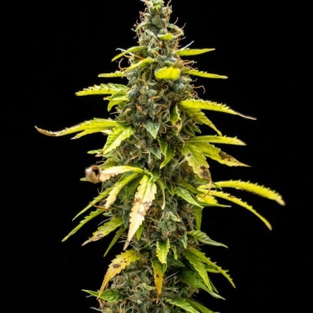 Royal Runtz - Royal Queen Seeds | Autoflowering Cannabis Seeds Royal Runtz - Royal Queen Seeds | Autoflowering Cannabis Seeds