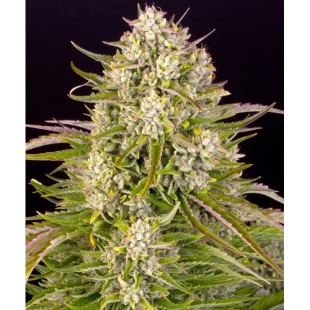 Wedding Cake - Barney's Farm Seeds | Autoflower Cannabis Seeds