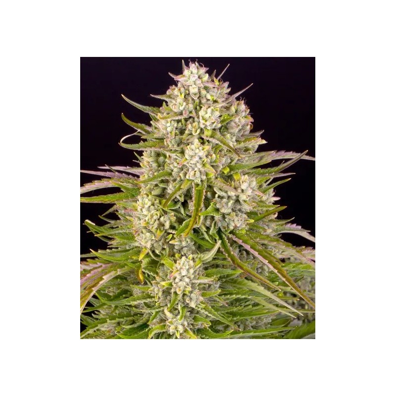Wedding Cake - Barney's Farm Seeds | Autoflower Cannabis Seeds Wedding Cake - Barney's Farm Seeds | Autoflower Cannabis Seeds