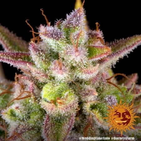 Wedding Cake - Barney's Farm Seeds | Autoflower Cannabis Seeds Wedding Cake - Barney's Farm Seeds | Autoflower Cannabis Seeds